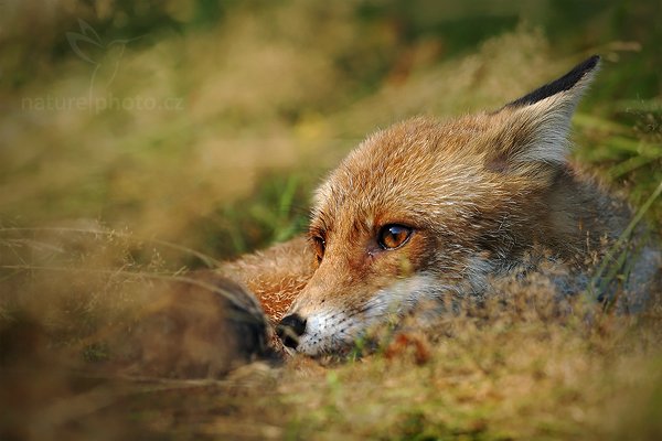 Liška obecná (Vulpes vulpes), Liška obecná (Vulpes vulpes), Red Fox, Autor: Ondřej Prosický | NaturePhoto.cz, Model: Canon EOS-1D Mark III, Objektiv: Canon EF 500mm f/4 L IS USM, Ohnisková vzdálenost (EQ35mm): 650 mm, stativ Gitzo, Clona: 5.6, Doba expozice: 1/800 s, ISO: 400, Kompenzace expozice: -2/3, Blesk: Ne, Vytvořeno: 22. srpna 2010 9:28:57, ochočené zvíře, NP České Švýcarsko (Česko) 