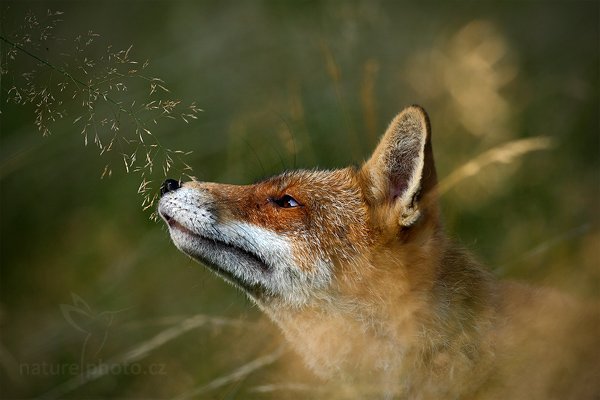 Liška obecná (Vulpes vulpes), Liška obecná (Vulpes vulpes), Red Fox, Autor: Ondřej Prosický | NaturePhoto.cz, Model: Canon EOS-1D Mark III, Objektiv: Canon EF 500mm f/4 L IS USM, Ohnisková vzdálenost (EQ35mm): 650 mm, stativ Gitzo, Clona: 5.6, Doba expozice: 1/500 s, ISO: 400, Kompenzace expozice: -2/3, Blesk: Ne, Vytvořeno: 22. srpna 2010 9:30:29, ochočené zvíře, NP České Švýcarsko (Česko)