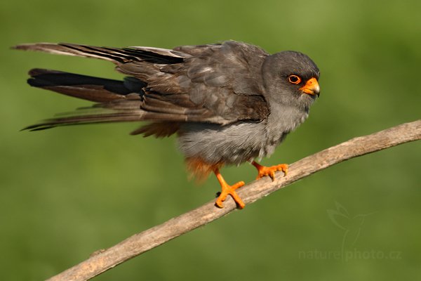 Poštolka rudonohá (Falco vespertinus), Poštolka rudonohá (Falco vespertinus) Red-footed Falcon, Autor: Ondřej Prosický | NaturePhoto.cz, Model: Canon EOS-1D Mark III, Objektiv: Canon EF 500mm f/4 L IS USM, Ohnisková vzdálenost (EQ35mm): 650 mm, stativ Gitzo, Clona: 8.0, Doba expozice: 1/400 s, ISO: 320, Kompenzace expozice: -2/3, Blesk: Ne, Vytvořeno: 17. června 2010 7:44:03, Balmazújvaros, Hortobágyi Nemzeti Park (Maďarsko) 