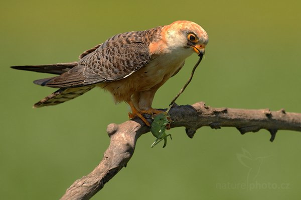 Poštolka rudonohá (Falco vespertinus), Poštolka rudonohá (Falco vespertinus) Red-footed Falcon, Autor: Ondřej Prosický | NaturePhoto.cz, Model: Canon EOS-1D Mark III, Objektiv: Canon EF 500mm f/4 L IS USM, Ohnisková vzdálenost (EQ35mm): 650 mm, stativ Gitzo, Clona: 6.3, Doba expozice: 1/640 s, ISO: 400, Kompenzace expozice: -1/3, Blesk: Ne, Vytvořeno: 17. června 2010 11:51:09, Balmazújvaros, Hortobágyi Nemzeti Park (Maďarsko) 