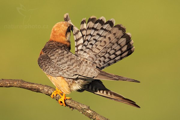 Poštolka rudonohá (Falco vespertinus), Poštolka rudonohá (Falco vespertinus) Red-footed Falcon, Autor: Ondřej Prosický | NaturePhoto.cz, Model: Canon EOS 5D Mark II, Objektiv: Canon EF 500mm f/4 L IS USM, Ohnisková vzdálenost (EQ35mm): 700 mm, stativ Gitzo, Clona: 8.0, Doba expozice: 1/250 s, ISO: 250, Kompenzace expozice: 0, Blesk: Ne, Vytvořeno: 17. června 2010 17:50:54, Balmazújvaros, Hortobágyi Nemzeti Park (Maďarsko)