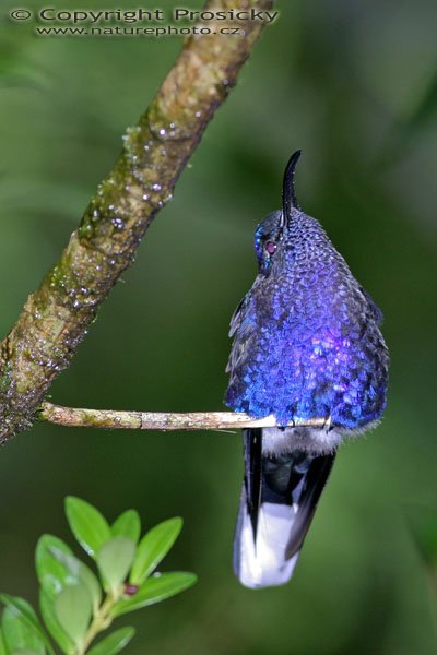 Kolibřík purpurový (Campylopterus hemileucurus), Kolibřík purpurový (Campylopterus hemileucurus), Violet Sabrewing, Autor: Ondřej Prosický, Model aparátu: Canon EOS 300D DIGITAL, Objektiv: Canon EF 400mm f/5.6 L USM, Ohnisková vzdálenost: 400.00 mm, monopod 681B + 234RC, Clona: 5.60, Doba expozice: 1/200 s, ISO: 200, Vyvážení expozice: 0.00, Blesk: Ano, Vytvořeno: 17. prosince 2004, RBBN Monteverde, Kostarika 