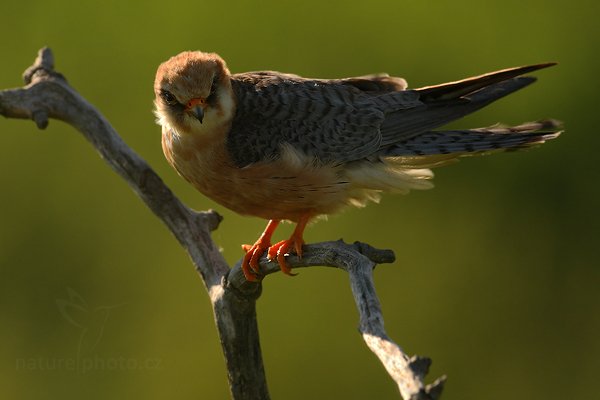 Poštolka rudonohá (Falco vespertinus), Poštolka rudonohá (Falco vespertinus) Red-footed Falcon, Autor: Ondřej Prosický | NaturePhoto.cz, Model: Canon EOS-1D Mark III, Objektiv: Canon EF 500mm f/4 L IS USM, Ohnisková vzdálenost (EQ35mm): 650 mm, stativ Gitzo, Clona: 7.1, Doba expozice: 1/320 s, ISO: 400, Kompenzace expozice: -2/3, Blesk: Ne, Vytvořeno: 17. června 2010 7:28:42, Balmazújvaros, Hortobágyi Nemzeti Park (Maďarsko) 