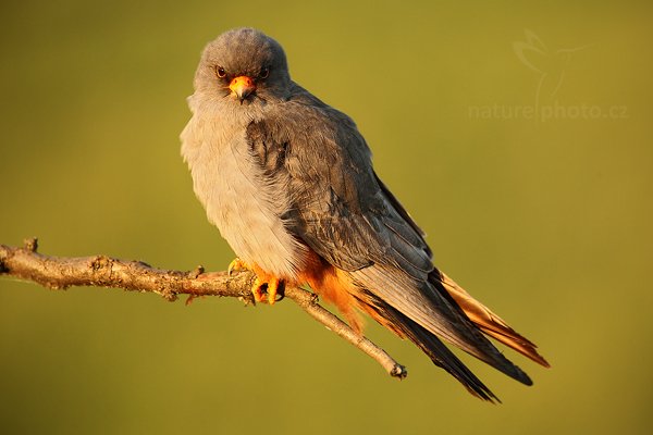 Poštolka rudonohá (Falco vespertinus), Poštolka rudonohá (Falco vespertinus) Red-footed Falcon, Autor: Ondřej Prosický | NaturePhoto.cz, Model: Canon EOS 5D Mark II, Objektiv: Canon EF 500mm f/4 L IS USM, Ohnisková vzdálenost (EQ35mm): 700 mm, stativ Gitzo, Clona: 7.1, Doba expozice: 1/125 s, ISO: 500, Kompenzace expozice: 0, Blesk: Ne, Vytvořeno: 17. června 2010 19:47:18, Balmazújvaros, Hortobágyi Nemzeti Park (Maďarsko) 