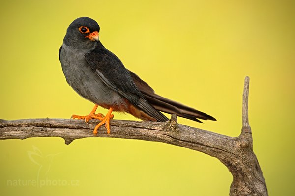 Poštolka rudonohá (Falco vespertinus), Poštolka rudonohá (Falco vespertinus) Red-footed Falcon, Autor: Ondřej Prosický | NaturePhoto.cz, Model: Canon EOS 5D Mark II, Objektiv: Canon EF 500mm f/4 L IS USM, Ohnisková vzdálenost (EQ35mm): 500 mm, stativ Gitzo, Clona: 7.1, Doba expozice: 1/200 s, ISO: 250, Kompenzace expozice: 0, Blesk: Ano, Vytvořeno: 17. června 2010 18:07:58, Balmazújvaros, Hortobágyi Nemzeti Park (Maďarsko) 