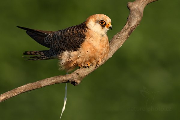 Poštolka rudonohá (Falco vespertinus), Poštolka rudonohá (Falco vespertinus) Red-footed Falcon, Autor: Ondřej Prosický | NaturePhoto.cz, Model: Canon EOS-1D Mark III, Objektiv: Canon EF 500mm f/4 L IS USM, Ohnisková vzdálenost (EQ35mm): 650 mm, stativ Gitzo, Clona: 9.0, Doba expozice: 1/320 s, ISO: 250, Kompenzace expozice: -2/3, Blesk: Ne, Vytvořeno: 17. června 2010 7:32:23, Balmazújvaros, Hortobágyi Nemzeti Park (Maďarsko) 
