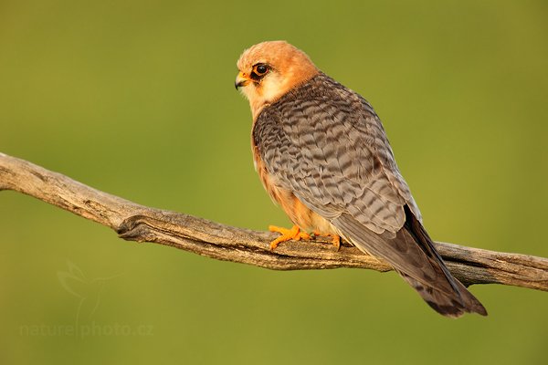 Poštolka rudonohá (Falco vespertinus), Poštolka rudonohá (Falco vespertinus) Red-footed Falcon, Autor: Ondřej Prosický | NaturePhoto.cz, Model: Canon EOS 5D Mark II, Objektiv: Canon EF 500mm f/4 L IS USM, Ohnisková vzdálenost (EQ35mm): 700 mm, stativ Gitzo, Clona: 8.0, Doba expozice: 1/160 s, ISO: 640, Kompenzace expozice: 0, Blesk: Ne, Vytvořeno: 17. června 2010 19:16:28, Balmazújvaros, Hortobágyi Nemzeti Park (Maďarsko) 