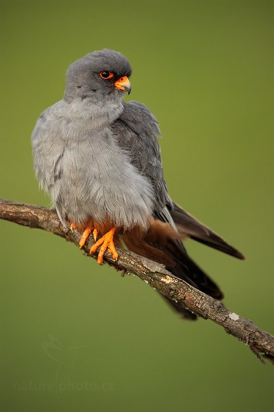 Poštolka rudonohá (Falco vespertinus), Poštolka rudonohá (Falco vespertinus) Red-footed Falcon, Autor: Ondřej Prosický | NaturePhoto.cz, Model: Canon EOS 5D Mark II, Objektiv: Canon EF 500mm f/4 L IS USM, Ohnisková vzdálenost (EQ35mm): 700 mm, stativ Gitzo, Clona: 6.3, Doba expozice: 1/200 s, ISO: 400, Kompenzace expozice: 0, Blesk: Ano, Vytvořeno: 17. června 2010 17:21:19, Balmazújvaros, Hortobágyi Nemzeti Park (Maďarsko)