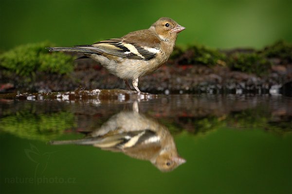 Pěnkava obecná (Fringilla coelebs)