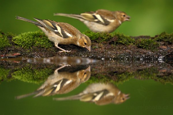 Pěnkava obecná (Fringilla coelebs), Pěnkava obecná (Fringilla coelebs) Chaffinch, Autor: Ondřej Prosický | NaturePhoto.cz, Model: Canon EOS-1D Mark III, Objektiv: Canon EF 500mm f/4 L IS USM, Ohnisková vzdálenost (EQ35mm): 650 mm, stativ Gitzo, Clona: 4.0, Doba expozice: 1/400 s, ISO: 1250, Kompenzace expozice: -1, Blesk: Ne, Vytvořeno: 19. června 2010 16:41:00, Debrecen (Maďarsko) 