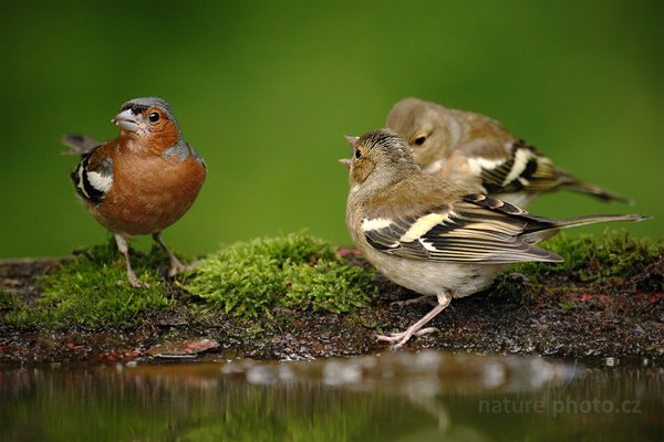 Pěnkava obecná (Fringilla coelebs), Pěnkava obecná (Fringilla coelebs) Chaffinch, Autor: Ondřej Prosický | NaturePhoto.cz, Model: Canon EOS-1D Mark III, Objektiv: Canon EF 500mm f/4 L IS USM, Ohnisková vzdálenost (EQ35mm): 650 mm, stativ Gitzo, Clona: 4.0, Doba expozice: 1/400 s, ISO: 1250, Kompenzace expozice: -1, Blesk: Ne, Vytvořeno: 19. června 2010 16:41:17, Debrecen (Maďarsko)