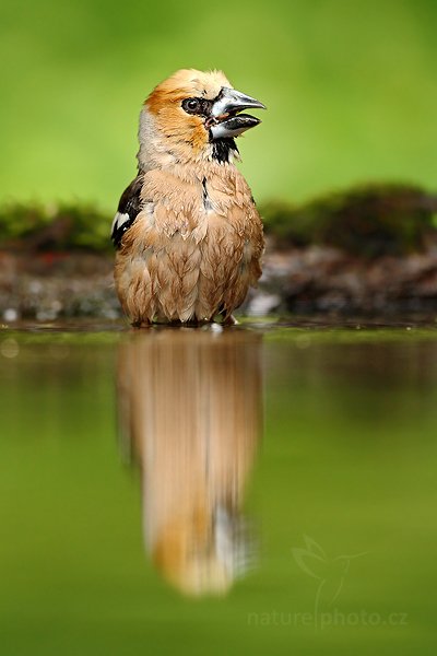 Dlask tlustozobý (Coccothraustes coccothraustes), Dlask tlustozobý (Coccothraustes coccothraustes) Hawfinch, Autor: Ondřej Prosický | NaturePhoto.cz, Model: Canon EOS-1D Mark III, Objektiv: Canon EF 500mm f/4 L IS USM, Ohnisková vzdálenost (EQ35mm): 650 mm, stativ Gitzo, Clona: 4.5, Doba expozice: 1/160 s, ISO: 800, Kompenzace expozice: -1/3, Blesk: Ne, Vytvořeno: 19. června 2010 17:00:46, Debrecen (Maďarsko) 