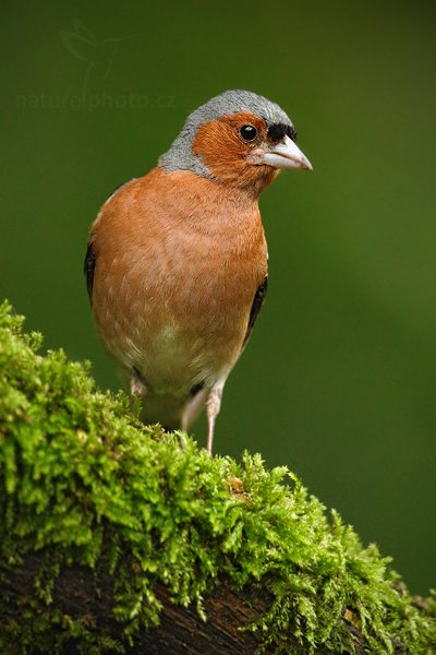 Pěnkava obecná (Fringilla coelebs), Pěnkava obecná (Fringilla coelebs) Chaffinch, Autor: Ondřej Prosický | NaturePhoto.cz, Model: Canon EOS-1D Mark III, Objektiv: Canon EF 500mm f/4 L IS USM, Ohnisková vzdálenost (EQ35mm): 650 mm, stativ Gitzo, Clona: 4.5, Doba expozice: 1/160 s, ISO: 1000, Kompenzace expozice: -1, Blesk: Ne, Vytvořeno: 20. června 2010 7:40:20, Debrecen (Maďarsko)