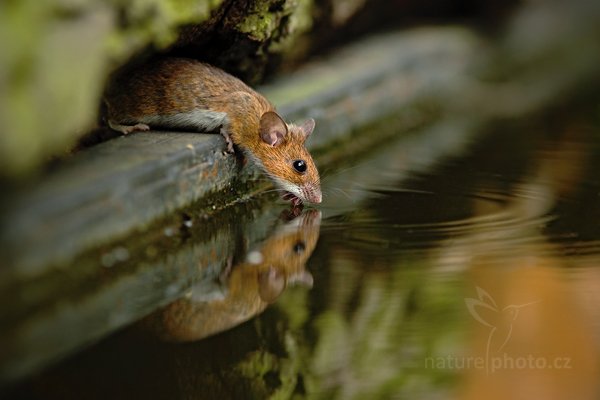 Myšice lesní (Apodemus flavicolis), Myšice lesní (Apodemus flavicolis), Yellow-necked mouse, Autor: Ondřej Prosický | NaturePhoto.cz, Model: Canon EOS 5D Mark II, Objektiv: Canon EF 200mm f/2.8 L USM, Ohnisková vzdálenost (EQ35mm): 280 mm, stativ Gitzo, Clona: 5.0, Doba expozice: 1/50 s, ISO: 800, Kompenzace expozice: -2/3, Blesk: Ne, Vytvořeno: 19. června 2010 18:28:34, Debrecen (Maďarsko) 
