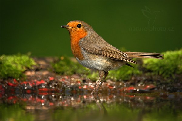 Červenka obecná (Erithacus rubecula), Červenka obecná (Erithacus rubecula) European Robin, Autor: Ondřej Prosický | NaturePhoto.cz, Model: Canon EOS-1D Mark III, Objektiv: Canon EF 500mm f/4 L IS USM, Ohnisková vzdálenost (EQ35mm): 910 mm, stativ Gitzo, Clona: 5.6, Doba expozice: 1/250 s, ISO: 640, Kompenzace expozice: -1, Blesk: Ne, Vytvořeno: 19. června 2010 14:22:45, Debrecen (Maďarsko) 