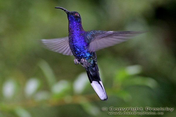 Kolibřík purpurový (Campylopterus hemileucurus), Kolibřík purpurový (Campylopterus hemileucurus), Violet Sabrewing, Autor: Ondřej Prosický, Model aparátu: Canon EOS 300D DIGITAL, Objektiv: Canon EF 400mm f/5.6 L USM, Ohnisková vzdálenost: 400.00 mm, monopod 681B + 234RC, Clona: 5.60, Doba expozice: 1/200 s, ISO: 400, Vyvážení expozice: 0.00, Blesk: Ano, Vytvořeno: 17. prosince 2004, RBBN Monteverde (Kostarika)