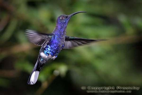 Kolibřík purpurový (Campylopterus hemileucurus), Kolibřík purpurový (Campylopterus hemileucurus), Violet Sabrewing, Autor: Ondřej Prosický, Model aparátu: Canon EOS 300D DIGITAL, Objektiv: Canon EF 400mm f/5.6 L USM, Ohnisková vzdálenost: 400.00 mm, monopod 681B + 234RC, Clona: 5.60, Doba expozice: 1/1000 s, ISO: 800, Vyvážení expozice: 0.00, Blesk: Ano, Vytvořeno: 17. prosince 2004, RBBN Monteverde (Kostarika) 