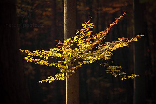 Podzimní listí, Autor: Ondřej Prosický | NaturePhoto.cz, Model: Canon EOS 5D Mark II, Objektiv: Canon EF 200mm f/2.8 L USM, Ohnisková vzdálenost (EQ35mm): 200 mm, stativ Gitzo, Clona: 2.8, Doba expozice: 1/200 s, ISO: 100, Kompenzace expozice: -1, Blesk: Ne, Vytvořeno: 23. října 2010 14:18:10, NP České Švýcarsko (Česko) 