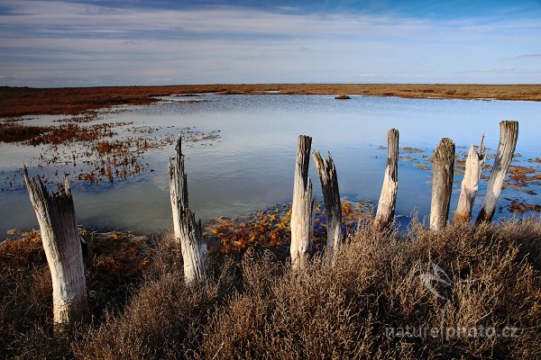 Vodní hladina rezervaci Camargue, Autor: Ondřej Prosický | NaturePhoto.cz, Model: Canon EOS 5D Mark II, Objektiv: Canon EF 17-40mm f/4 L USM, Ohnisková vzdálenost (EQ35mm): 21 mm, stativ Gitzo, Clona: 10, Doba expozice: 1/40 s, ISO: 125, Kompenzace expozice: -2/3, Blesk: Ne, Vytvořeno: 2. dubna 2010 17:33:37, rezervace Camargue (Francie)