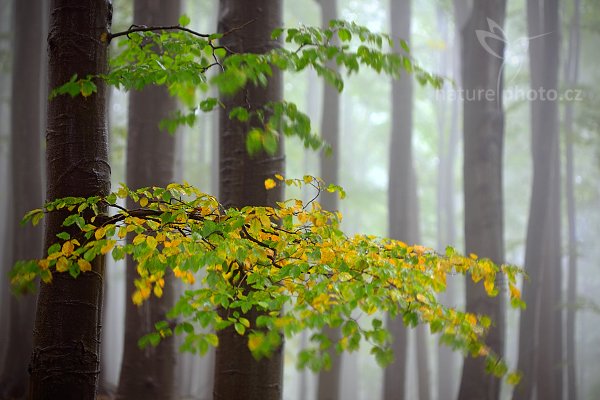 Začátek podzimu v listnatém lese, Studenec, Autor: Ondřej Prosický | NaturePhoto.cz, Model: Canon EOS 5D Mark II, Objektiv: Canon EF 17-40mm f/4 L USM, Ohnisková vzdálenost (EQ35mm): 100 mm, stativ Gitzo, Clona: 3.5, Doba expozice: 4.0 s, ISO: 100, Kompenzace expozice: -1/3, Blesk: Ne, Vytvořeno: 26. září 2010 8:35:46, NP České Švýcarsko (Česko)