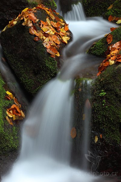 Bezejmený potůček v Českém Švýcarsku, Autor: Ondřej Prosický | NaturePhoto.cz, Model: Canon EOS 5D Mark II, Objektiv: Canon EF 85mm f/1.8 USM, Ohnisková vzdálenost (EQ35mm): 85 mm, stativ Gitzo, Clona: 8.0, Doba expozice: 8.0 s, ISO: 100, Kompenzace expozice: -1 1/3, Blesk: Ne, Vytvořeno: 6. listopadu 2010 16:25:10, NP České Švýcarsko (Česko) 