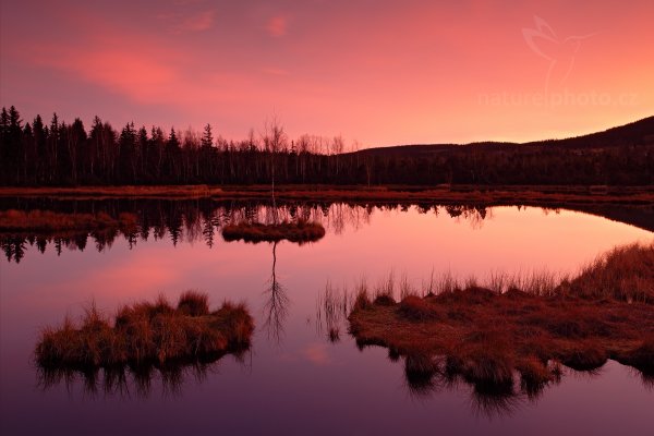 Svítání na Chalupské slati, Šumava, Chalupská slať Krátce před východem slunce, Autor: Ondřej Prosický | NaturePhoto.cz, Model: Canon EOS 5D Mark II, Objektiv: Canon EF 17-40mm f/4 L USM + PL filtr Hoya + LEE ND 0.6 H, Ohnisková vzdálenost (EQ35mm): 35 mm, stativ Gitzo, Clona: 13, Doba expozice: 6.0 s, ISO: 100, Kompenzace expozice: 0, Blesk: Ne, Vytvořeno: 31. října 2010 7:42:12, Prachaticko, Šumava (Česko)  