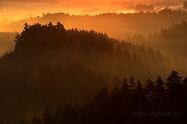 Sluněční paprsky v lese, České Švýcarsko, Autor: Ondřej Prosický | NaturePhoto.cz, Model: Canon EOS 5D Mark II, Objektiv: Canon EF 200mm f/2.8 L USM, Ohnisková vzdálenost (EQ35mm): 200 mm, stativ Gitzo, Clona: 10, Doba expozice: 1/80 s, ISO: 100, Kompenzace expozice: 0, Blesk: Ne, Vytvořeno: 21. srpna 2010 6:21:27, NP České Švýcarsko (Česko) 