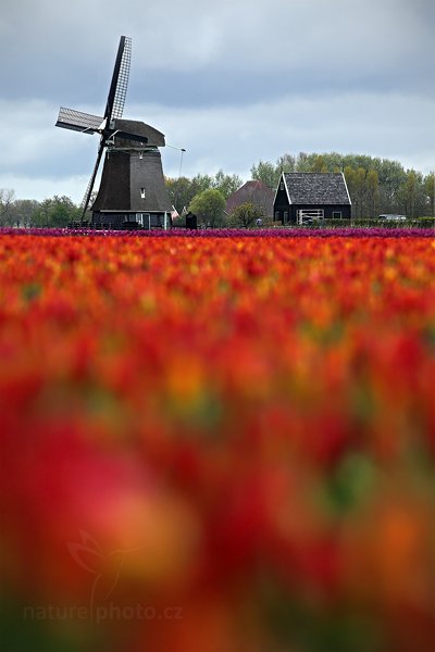 Holandské mlýny a tulipány, Autor: Ondřej Prosický | NaturePhoto.cz, Model: Canon EOS 5D Mark II, Objektiv: Canon EF 200mm f/2.8 L USM, Ohnisková vzdálenost (EQ35mm): 200 mm, stativ Gitzo, Clona: 4.0, Doba expozice: 1/640 s, ISO: 250, Kompenzace expozice: 0, Blesk: Ne, Vytvořeno: 7. května 2010 13:14:40, ostrov Texel (Holandsko)
