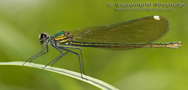 Motýlice obecná (Calopteryx virgo), Motýlice obecná (Calopteryx virgo), Autor: Ondřej Prosický, Model aparátu: Canon EOS 20D, Objektiv: Canon EF 100mm f/2.8 Macro USM, Ohnisková vzdálenost: 100.00 mm, fotografováno z ruky, Clona: 6.30, Doba expozice: 1/200 s, ISO: 100, Vyvážení expozice: 0.00, Blesk: Ano, Vytvořeno: 17. července 2005 10:56:2, Berounka, Lty u Dobřichovic (ČR)