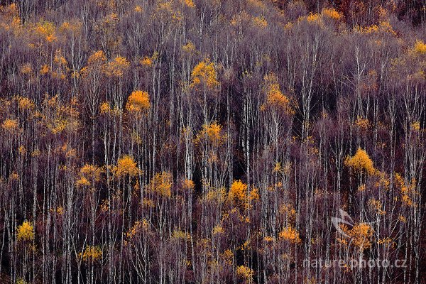 Žluté podzimní břízy, České Švýcarsko, Autor: Ondřej Prosický | NaturePhoto.cz, Model: Canon EOS 5D Mark II, Objektiv: Canon EF 500mm f/4 L IS USM, Ohnisková vzdálenost (EQ35mm): 500 mm, stativ Gitzo, Clona: 8.0, Doba expozice: 0.6 s, ISO: 100, Kompenzace expozice: +2/3, Blesk: Ne, Vytvořeno: 6. listopadu 2010 9:28:33, NP České Švýcarsko (Česko) 
