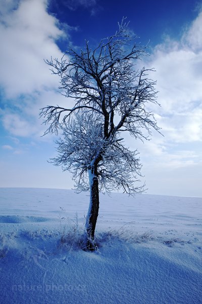 Mrazivá zima, Autor: Ondřej Prosický | NaturePhoto.cz, Model: Canon EOS 5D Mark II, Objektiv: Canon EF 17-40mm f/4 L USM, Ohnisková vzdálenost (EQ35mm): 23 mm, stativ Gitzo, Clona: 22, Doba expozice: 1/40 s, ISO: 200, Kompenzace expozice: +1/3, Blesk: Ne, Vytvořeno: 31. ledna 2010 10:00:38, CHKO České Středohoří (Česko) 