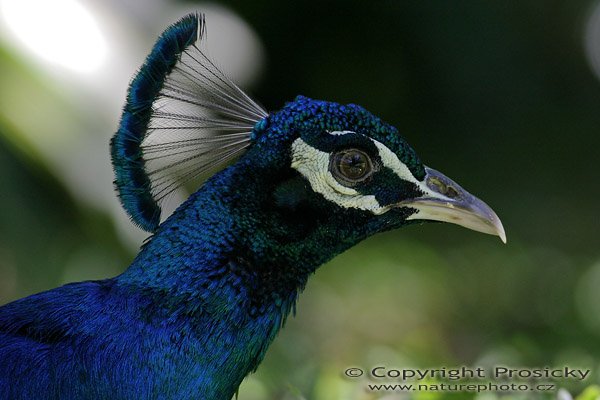 Páv korunkatý (Pavo cristatus), Autor: Ondřej Prosický, Model aparátu: Canon EOS 300D DIGITAL, Objektiv: Canon EF 400mm f/5.6 L USM, Ohnisková vzdálenost: 400.00 mm, monopod 681B + 234RC, Clona: 5.60, Doba expozice: 1/200 s, ISO: 400, Vyvážení expozice: 0.33, Blesk: Ne, Vytvořeno: 20. prosince 2004, ZOO Ave, Alajuela (Kostarika) 
