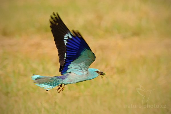 Mandelík hajní (Coracius garrulus), Mandelík hajní (Coracius garrulus) European Roller, Autor: Ondřej Prosický | NaturePhoto.cz, Model: Canon EOS-1D Mark III, Objektiv: Canon EF 500mm f/4 L IS USM, Ohnisková vzdálenost (EQ35mm): 650 mm, stativ Gitzo, Clona: 7.1, Doba expozice: 1/640 s, ISO: 400, Kompenzace expozice: +2/3, Blesk: Ne, Vytvořeno: 18. června 2010 8:29:51, Hortobágyi Nemzeti Park (Maďarsko) 