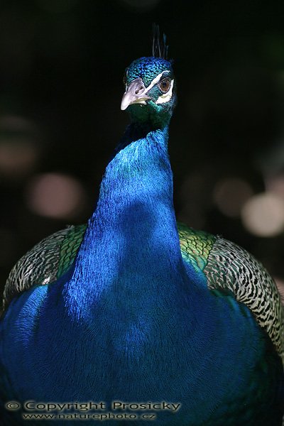 Páv korunkatý (Pavo cristatus), Autor: Ondřej Prosický, Model aparátu: Canon EOS 300D DIGITAL, Objektiv: Canon EF 400mm f/5.6 L USM, Ohnisková vzdálenost: 400.00 mm, monopod 681B + 234RC, Clona: 5.60, Doba expozice: 1/200 s, ISO: 400, Vyvážení expozice: 0.33, Blesk: Ne, Vytvořeno: 20. prosince 2004, ZOO Ave, Alajuela (Kostarika) 