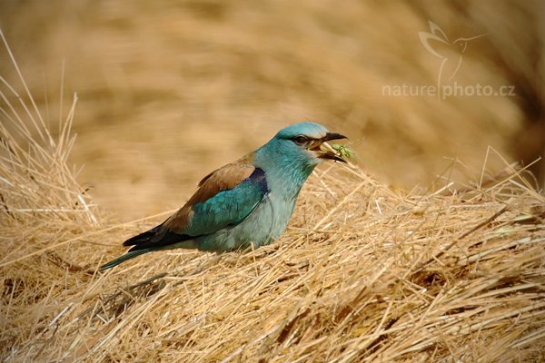 Mandelík hajní (Coracius garrulus), Mandelík hajní (Coracius garrulus) European Roller, Autor: Ondřej Prosický | NaturePhoto.cz, Model: Canon EOS-1D Mark III, Objektiv: Canon EF 500mm f/4 L IS USM, Ohnisková vzdálenost (EQ35mm): 650 mm, stativ Gitzo, Clona: 7.1, Doba expozice: 1/640 s, ISO: 400, Kompenzace expozice: +2/3, Blesk: Ne, Vytvořeno: 18. června 2010 8:29:55, Hortobágyi Nemzeti Park (Maďarsko)