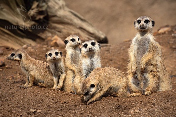 Surikata (Suricata suricatta), Surikata (Suricata suricatta), Meerkat, Autor: Ondřej Prosický | NaturePhoto.cz, Model: Canon EOS 5D Mark II, Objektiv: Canon EF 500mm f/4 L IS USM, Ohnisková vzdálenost (EQ35mm): 500 mm, stativ Gitzo, Clona: 13, Doba expozice: 1/1250 s, ISO: 500, Kompenzace expozice: -2/3, Blesk: Ano, Vytvořeno: 14. srpna 2010 10:44:23, ZOO Jihlava (Česko) 