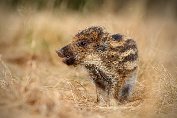 Prase divoké (Sus scrofa), Prase divoké (Sus scrofa) Wild boar, Autor: Ondřej Prosický | NaturePhoto.cz, Model: Canon EOS-1D Mark III, Objektiv: Canon EF 200mm f/2.8 L USM, Ohnisková vzdálenost (EQ35mm): 260 mm, stativ Gitzo, Clona: 4.5, Doba expozice: 1/1000 s, ISO: 500, Kompenzace expozice: 0, Blesk: Ano, Vytvořeno: 13. listopadu 2010 12:35:21, zvíře v lidské péči, Herálec, Vysočina (Česko)