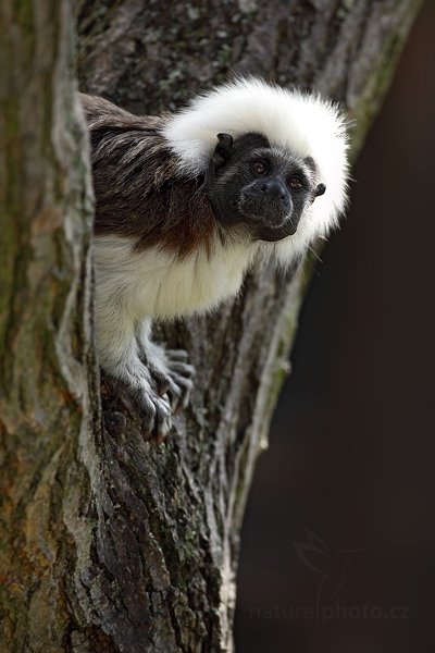 Tamarín pinčí (Saguinus oedipus), Tamarín pinčí (Saguinus oedipus) Cottontop Tamarin, Autor: Ondřej Prosický | NaturePhoto.cz, Model: Canon EOS 5D Mark II, Objektiv: Canon EF 200mm f/2.8 L USM, Ohnisková vzdálenost (EQ35mm): 500 mm, stativ Gitzo, Clona: 4.5, Doba expozice: 1/800 s, ISO: 800, Kompenzace expozice: -1/3, Blesk: Ano, Vytvořeno: 14. srpna 2010 11:08:25, zvíře v lidské péči, Herálec, Vysočina (Česko) ZOO Jihlava (Česko)