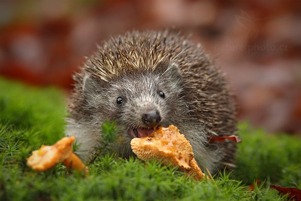 Ježek obecný (Erinaceus europaeus), Ježek obecný (Erinaceus europaeus) West European Hedgehog, Autor: Ondřej Prosický | NaturePhoto.cz, Model: Canon EOS-1D Mark III, Objektiv: Canon EF 200mm f/2.8 L USM, Ohnisková vzdálenost (EQ35mm): 260 mm, stativ Gitzo, Clona: 5.6, Doba expozice: 1/250 s, ISO: 1000, Kompenzace expozice: -2/3, Blesk: Ano, Vytvořeno: 13. listopadu 2010 11:40:46, zvíře v lidské péči, Herálec, Vysočina (Česko)