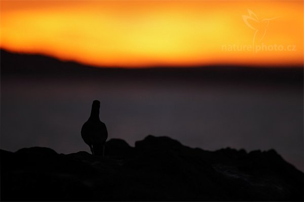 Ústřičník tmavý (Haematopus ater), Ústřičník tmavý (Haematopus ater), Blakish oystercatcher, Autor: Ondřej Prosický | NaturePhoto.cz, Model: Canon EOS 5D Mark II, Objektiv: Canon EF 500mm f/4 L IS USM, stativ Gitzo, Clona: 4.0, Doba expozice: 1/1000 s, ISO: 800, Kompenzace expozice: -1, Blesk: Ne, Vytvořeno: 27. ledna 2009 5:38:27, Carcass Island (Falklandské ostrovy) 