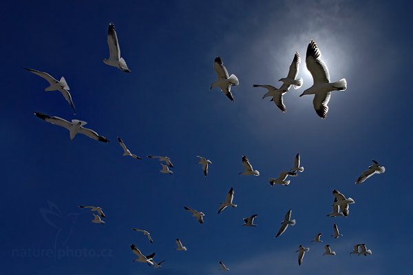 Racek jižní (Larus dominicanus), Racek jižní (Larus dominicanus), Kelp Gull, Autor: Ondřej Prosický | NaturePhoto.cz, Model: Canon EOS-1D Mark III, Objektiv: Canon EF 500mm f/4 L IS USM, Ohnisková vzdálenost (EQ35mm): 22 mm, stativ Gitzo, Clona: 11, Doba expozice: 1/320 s, ISO: 100, Kompenzace expozice: -1, Blesk: Ne, Vytvořeno: 26. ledna 2009 10:49:50 Carcass Island  (Falklandské ostrovy)