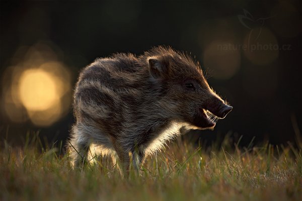 Prase divoké (Sus scrofa), Prase divoké (Sus scrofa) Wild Boar, Autor: Ondřej Prosický | NaturePhoto.cz, Model: Canon EOS 5D Mark II, Objektiv: Canon EF 500mm f/4 L IS USM, Ohnisková vzdálenost (EQ35mm): 500 mm, stativ Gitzo, Clona: 7.1, Doba expozice: 1/100 s, ISO: 320, Kompenzace expozice: -1 1/3, Blesk: Ne, Vytvořeno: 13. listopadu 2010 16:37:36, zvíře v lidské péči, Herálec, Vysočina (Česko)