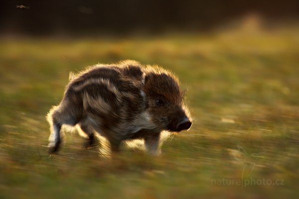 Prase divoké (Sus scrofa), Prase divoké (Sus scrofa) Wild boar, Autor: Ondřej Prosický | NaturePhoto.cz, Model: Canon EOS 5D Mark II, Objektiv: Canon EF 500mm f/4 L IS USM, Ohnisková vzdálenost (EQ35mm): 500 mm, stativ Gitzo, Clona: 9.0, Doba expozice: 1/100 s, ISO: 320, Kompenzace expozice: -1 1/3, Blesk: Ne, Vytvořeno: 13. listopadu 2010 16:29:14, zvíře v lidské péči, Herálec, Vysočina (Česko) 