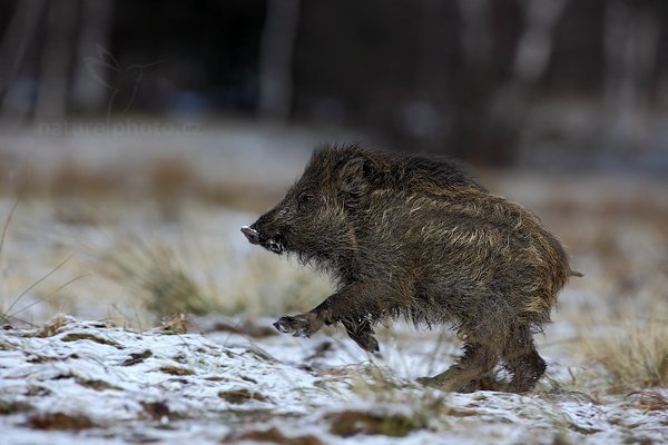 Prase divoké (Sus scrofa), Prase divoké (Sus scrofa) Wild boar, Autor: Ondřej Prosický | NaturePhoto.cz, Model: Canon EOS 5D Mark II, Objektiv: Canon EF 500mm f/4 L IS USM, Ohnisková vzdálenost (EQ35mm): 500 mm, stativ Gitzo, Clona: 7.1, Doba expozice: 1/640 s, ISO: 320, Kompenzace expozice: -1/3, Blesk: Ne, Vytvořeno: 12. února 2011 2:51:14 , zvíře v lidské péči, Herálec, Vysočina (Česko) 