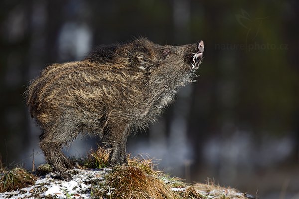 Prase divoké (Sus scrofa), Prase divoké (Sus scrofa) Wild boar, Autor: Ondřej Prosický | NaturePhoto.cz, Model: Canon EOS 5D Mark II, Objektiv: Canon EF 500mm f/4 L IS USM, Ohnisková vzdálenost (EQ35mm): 500 mm, stativ Gitzo, Clona: 7.1, Doba expozice: 1/400 s, ISO: 320, Kompenzace expozice: -1/3, Blesk: Ne, Vytvořeno: 12. února 2011 2:46:26, zvíře v lidské péči, Herálec, Vysočina (Česko) 