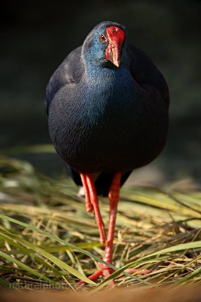 Slípka modrá (Porphyrio porphyrio), Slípka modrá (Porphyrio porphyrio), Purple Swamphen, Autor: Ondřej Prosický | NaturePhoto.cz, Model: Canon EOS 5D Mark II, Objektiv: Canon EF 500mm f/4 L IS USM, Ohnisková vzdálenost (EQ35mm): 700 mm, stativ Gitzo, Clona: 5.6, Doba expozice: 1/50 s, ISO: 100, Kompenzace expozice: -1 1/3, Blesk: Ne, Vytvořeno: 2. října 2010 10:43:52, ZOO Praha - Troja (Česko) 