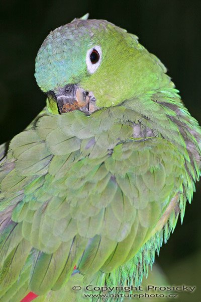 Amazoňan pomoučený (Amazona farinosa), Amazoňan pomoučený (Amazona farinosa), Mealy Parrot, Autor: Ondřej Prosický, Model aparátu: Canon EOS 300D DIGITAL, Objektiv: Canon EF 400mm f/5.6 L USM, Ohnisková vzdálenost: 400.00 mm, monopod 681B + 234RC, Clona: 5.60, Doba expozice: 1/200 s, ISO: 100, Vyvážení expozice: 0.00, Blesk: Ano, Vytvořeno: 20. prosince 2004, NP Carara (Kostarika) 