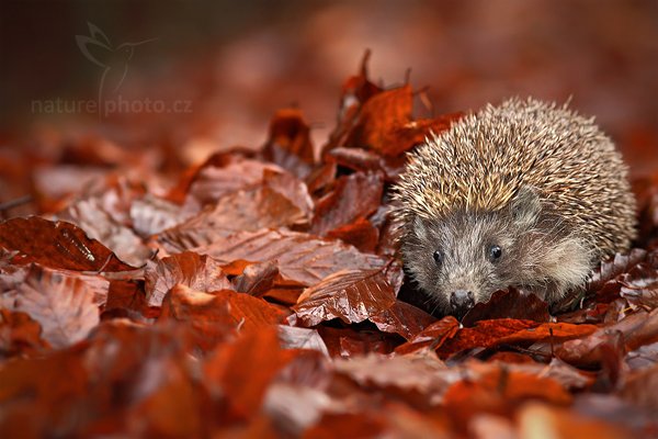 Ježek obecný (Erinaceus europaeus), Ježek obecný (Erinaceus europaeus) West European Hedgehog, Autor: Ondřej Prosický | NaturePhoto.cz, Model: Canon EOS-1D Mark III, Objektiv: Canon EF 200mm f/2.8 L USM, Ohnisková vzdálenost (EQ35mm): 260 mm, stativ Gitzo, Clona: 4.5, Doba expozice: 1/300 s, ISO: 800, Kompenzace expozice: -2/3, Blesk: Ano, Vytvořeno: 13. listopadu 2010 11:30:06, zvíře v lidské péči, Herálec, Vysočina (Česko) 