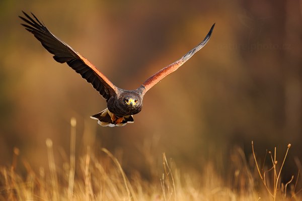 Káně Harrisova (Parabuteo unicinctus)