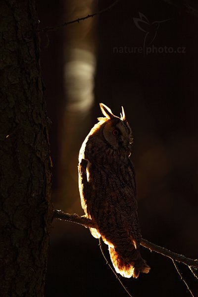 Kalous ušatý (Asio otus), Kalous ušatý (Asio otus), Long-eared Owl, Autor: Ondřej Prosický | NaturePhoto.cz, Model: Canon EOS 5D Mark II, Objektiv: Canon EF 500mm f/4 L IS USM, Ohnisková vzdálenost (EQ35mm): 500 mm, stativ Gitzo, Clona: 5.0, Doba expozice: 1/80 s, ISO: 125, Kompenzace expozice: -2, Blesk: Ne, Vytvořeno: 12. února 2011 8:44:03, zvíře v lidské péči, Herálec, Vysočina (Česko) 